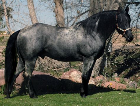 Black Hawk Blue Roan Stallion, 100% Roan Color Producer