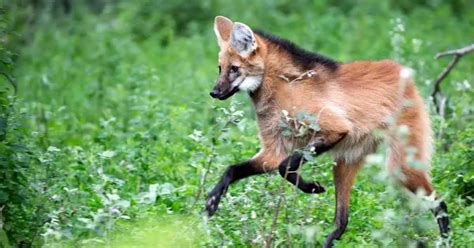 Maned Wolf Behavior - AnimalBehaviorCorner