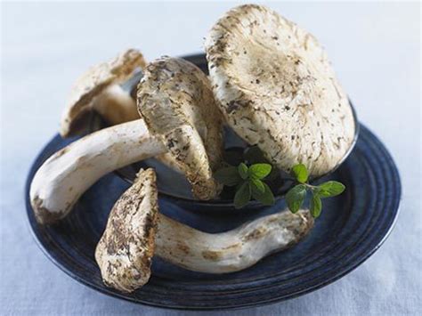 Matsutake Mushroom - Viva Gourmet