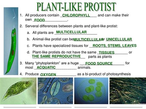 PPT - PROTIST PowerPoint Presentation - ID:1392080