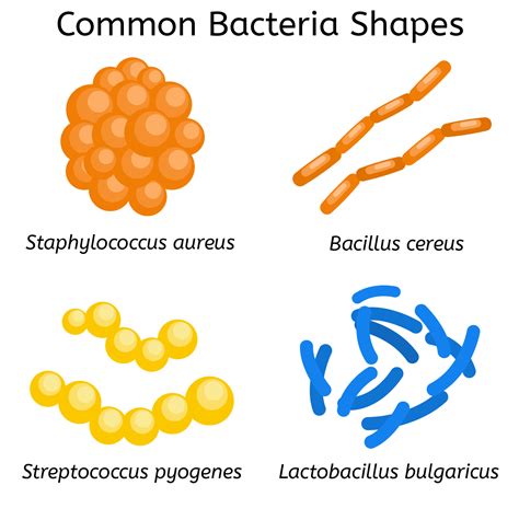 Bacteria Examples