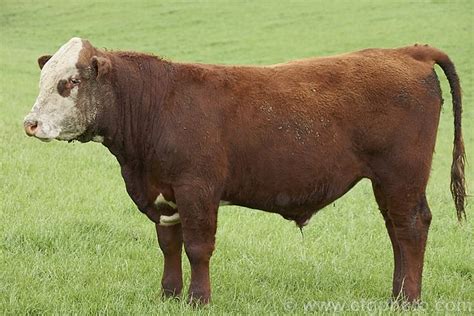 A young Simmental bull. The Simmental originated in Switzerland and was ...