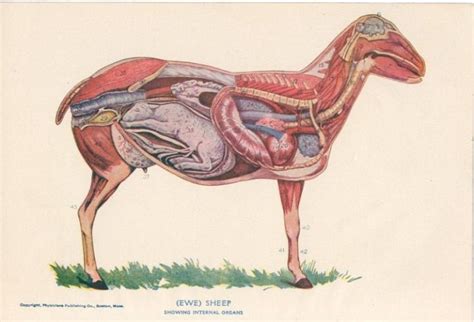 Sheep Images: Anatomy Pregnant Sheep