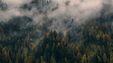 Foggy Forest Wallpapers - Wallpaper Cave