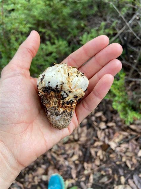 American Matsutake: Identification, Foraging, and Concerns - Mushroom ...