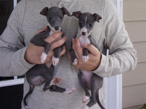 Italian Greyhound Puppies For Sale | East State Boulevard, FL #199683