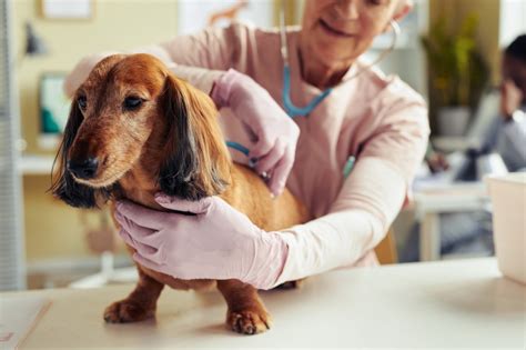 Chondrodystrophy in Dogs: Symptoms, Causes, & Treatments