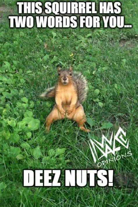 Squirrel Meme - Funny Squirrel Pictures