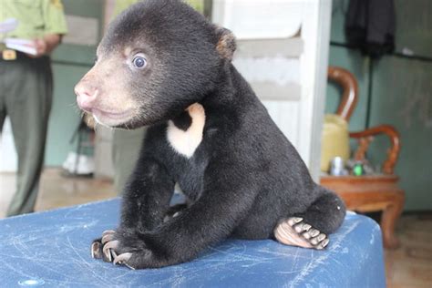 Trafficked bear cub found in backpack now safe in sanctuary