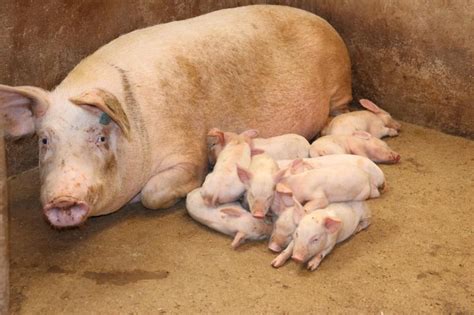 Four common pig diseases - FarmKenya Initiative