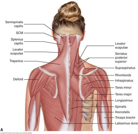 muscles of the trunk posterior view - traditionalafricanbodyart