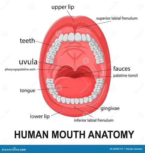 Human Mouth Anatomy, Open Mouth With Explaining Stock Vector - Image ...