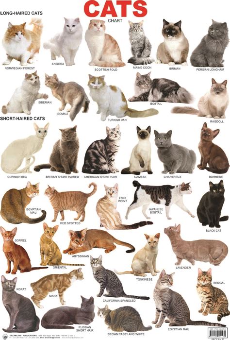 Most Common Cat Breeds Uk - Pets Lovers