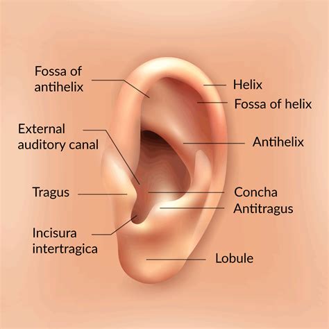 How You Hear | Ear Health