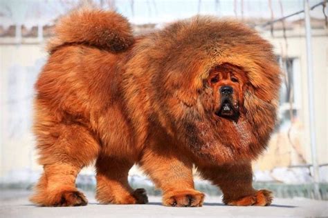 Tibetan Mastiff: A Protective & Fearless Giant