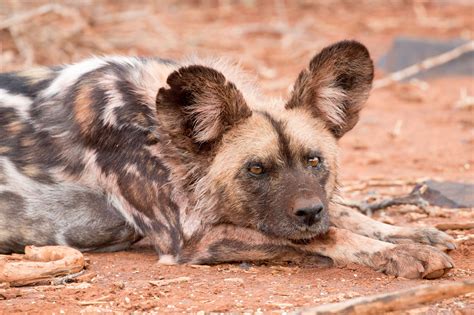 Ontmoet die hond wat deur nies kommunikeer: Afrikaanse wildehondfeite