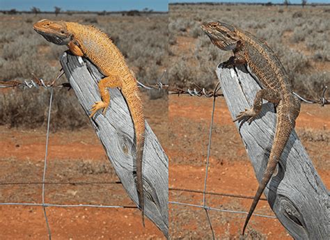 Dragões barbudos mudam de cor para combinar com o ambiente - Australian ...