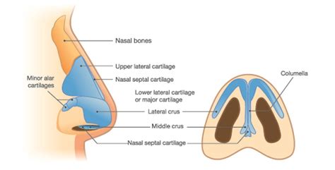 Nasal Bone - The Definitive Guide | Biology Dictionary