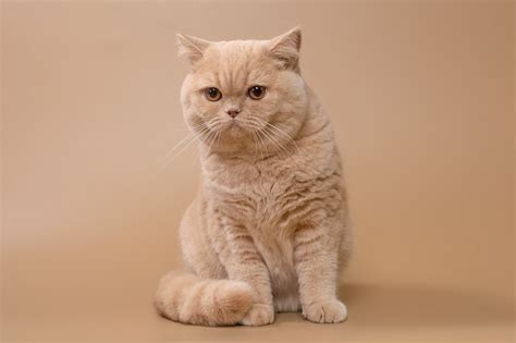 The 12 British Shorthair Cat Colors & Patterns Explained - LOL Cats