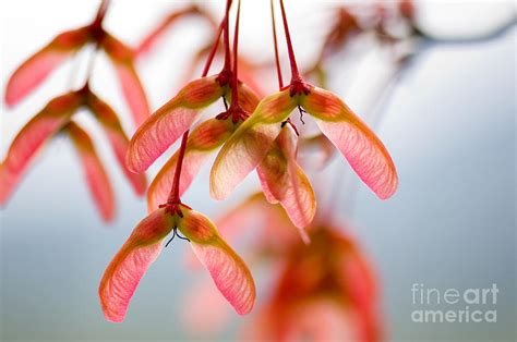 Maple tree seeds Photograph by Oscar Gutierrez - Pixels