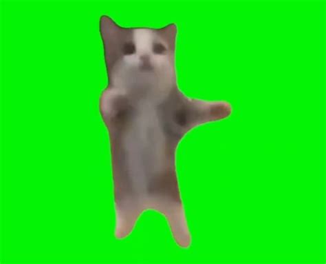 Happy Happy Happy Cat Meme Template Green Screen Memes Download - Memes