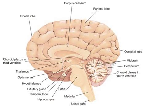 The Brain - Anatomy and Physiology