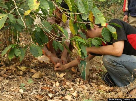 'Cat Poop Coffee' Taste Test: Civet-Digested Beans vs. Starbucks vs. 7 ...