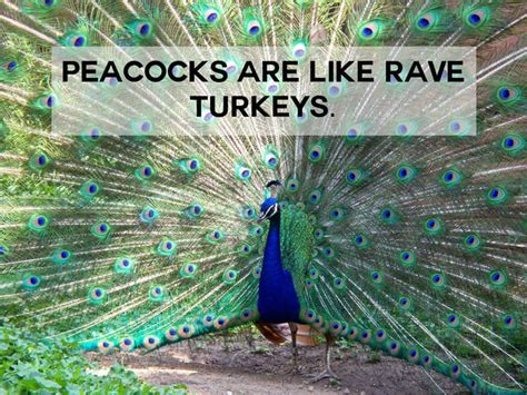 The best Peacock memes :) Memedroid