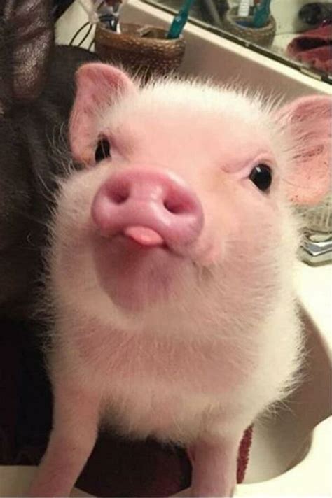 Piglet Animal Cute