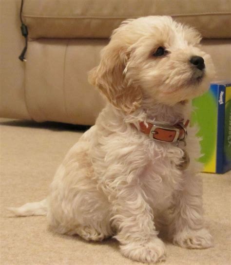 cockapoo puppies - Google keresés | Cockapoo puppies, Puppies ...