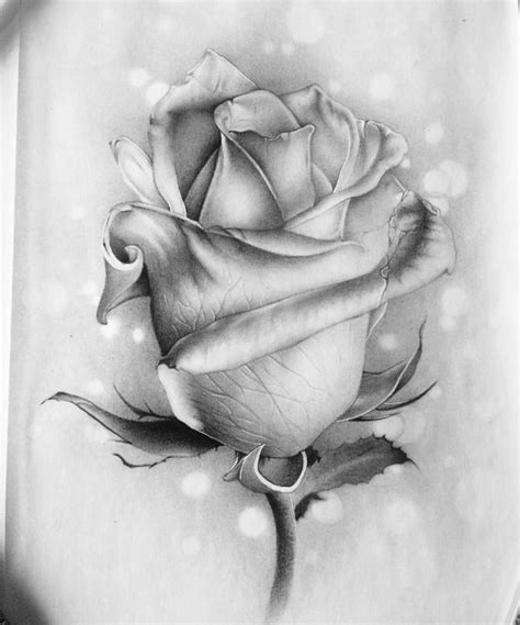 Black And White Realistic Rose Drawing - bmp-plex