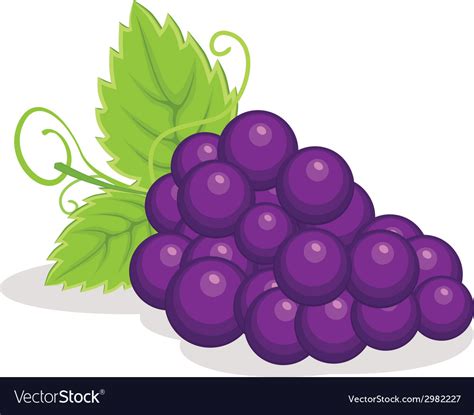 Grapes Royalty Free Vector Image - VectorStock