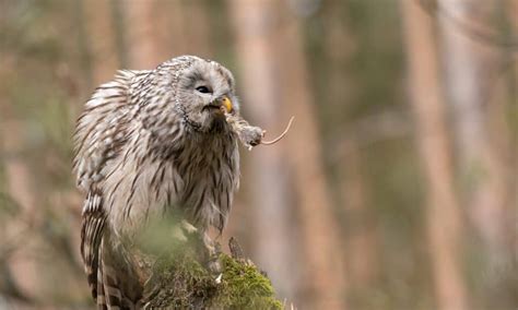 Bat Predators: What Eats Bats? - IMP WORLD