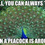 Peacock Meme Generator - Imgflip