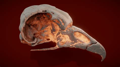 Vulture's Skull - 3D model by MakYug [0a87b42] - Sketchfab