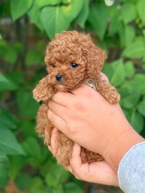 Cockapoo Puppies For Sale Near Mn - Pudding to come