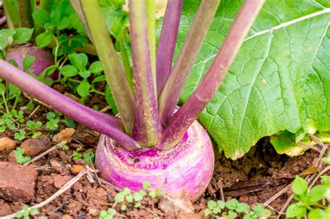 Planting and Growing Turnips | HGTV