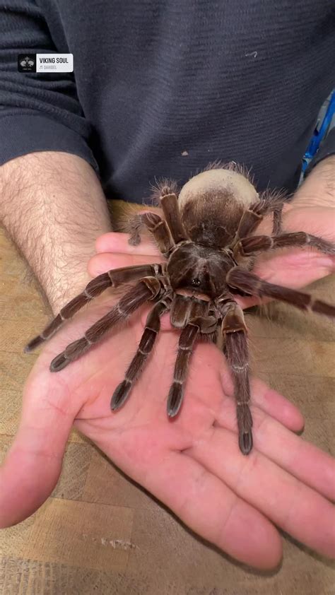 The Goliath bird-eating tarantula is a true giant of the spider world ...