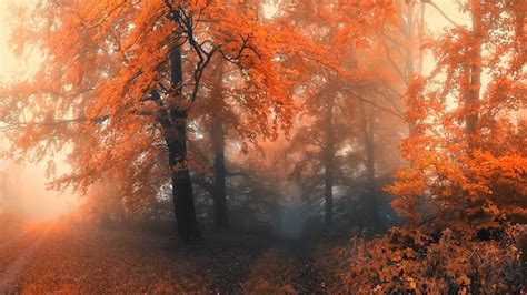 Autumn Forest Wallpaper (75+ pictures) - WallpaperSet