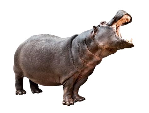 Hippo PNG Free Image | PNG All