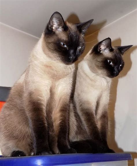 Siamese-Cats - Timeline Photos | Siamese cats, Siamese kittens, Russian ...