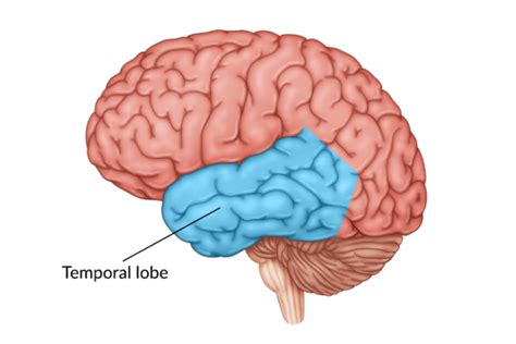 Temporal Lobe Damage: Symptoms, Treatment, & Recovery