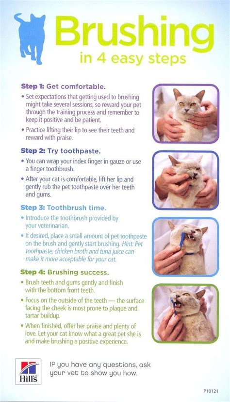 6 Tips To Keep Your Cat Happy And Healthy | Better Living | Cat care ...