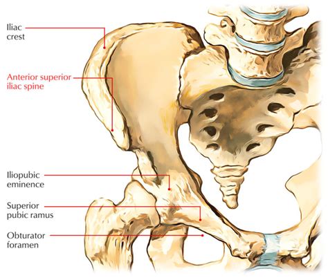 Anterior Superior Iliac Spine – Earth's Lab