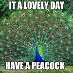 Peacock Meme Generator - Imgflip