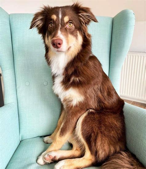 Are Australian Shepherds Brown