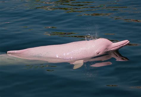 Pink River Dolphin Fun Facts for Divers and Ocean Lovers