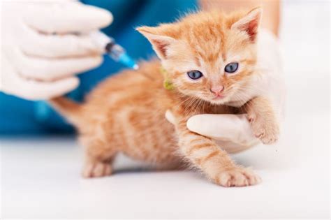 Cat Rabies Vaccine - PawSpace