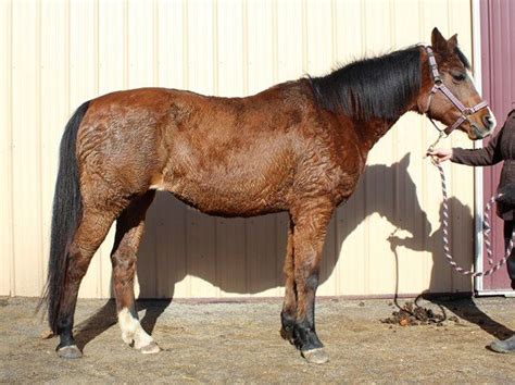 Rehabilitating the Foundered Horse: Case Study – The Horse | Horses ...