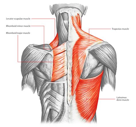 Trapezius – Earth's Lab